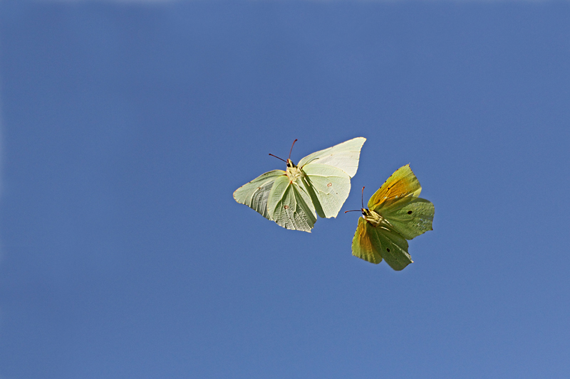 Gonepteryx ?